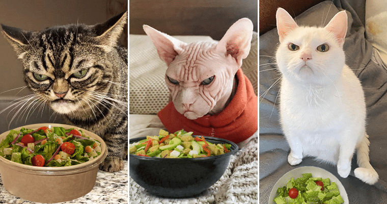 The Reactions You Get When Offering Cats Salad…