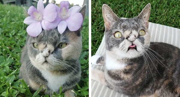 “U.gly” Special Needs Stray Cat Has A Family Who Thinks She Is Beautiful