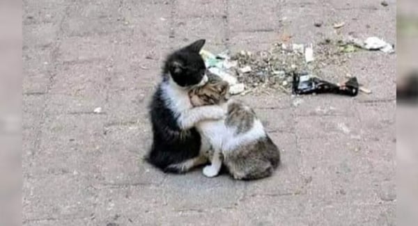 Too Hungry And Exhausted, Stray Kittens Won’t Stop Hugging Each Other Waiting For Rescued