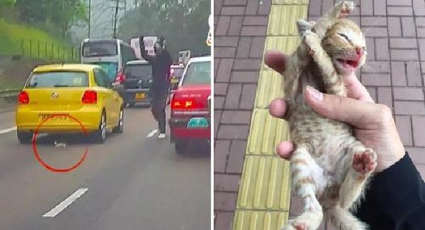 Man Stops Traffic To Save a Tiny Kitten In The Middle Of Busy Road