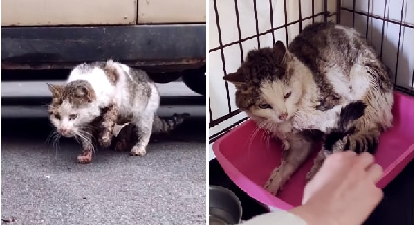 Cat Hɪt By A Car, Vets Want To Put Him To Sleep But He Wants To Live