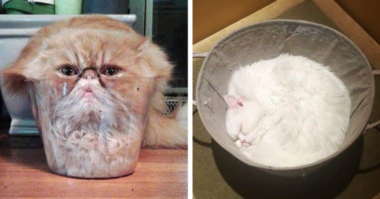 20+ Funny Photos That Prove Cats Will Fit Anywhere