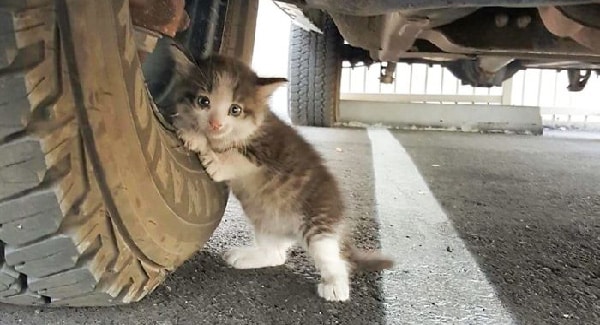A Guy Found A Scared Kitten Under A Truck And Just Couldn’t Say No To Her