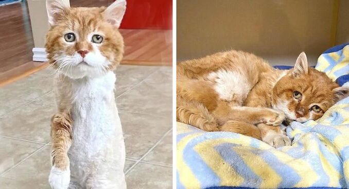 3-Legged Cat Goes Again To The Home The place He As soon as Found Kindness And Finds A Household Of His Desires