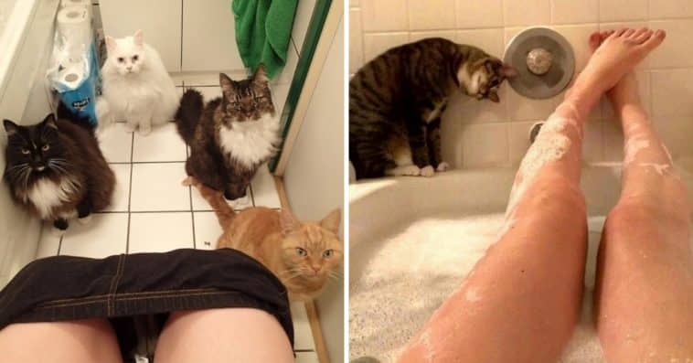 20+ Cats Who Don’t Know The Meaning Of Personal Space
