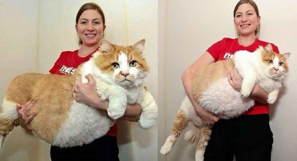 Meet Massive Moggie Garfield Takes The Title Of World’s Fattest Cat