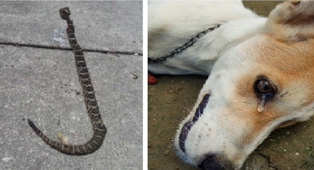 Loyal dog sacrificed his own life to save owners from the snake strike