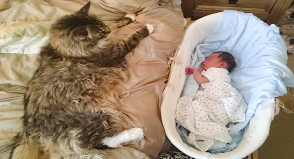 The Biggest Maine Coon In The World Watches Over His Little Brother. A Whole New Level Of Cute!