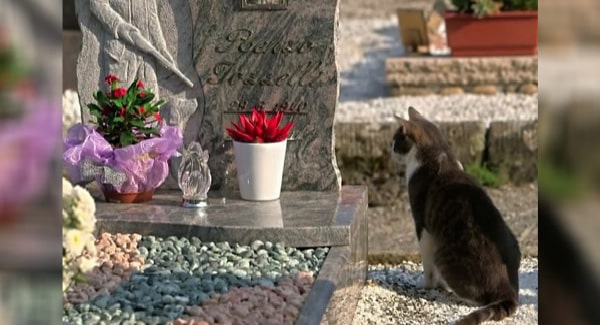 A Touching Story About A Cat Who Regularly Visits His Owner’s Grave For 2 Years: See You In The Next Life