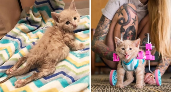 A Tiny Cat Suffers From Hind Limb Paraʟʏsɪs Fight To Became A Brave Cat