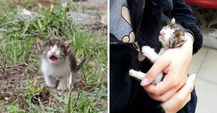 Blind And Sick Stray Kitten Cries For Help But Everyone Ignores Her, Until A Caring Human Comes To Save Her