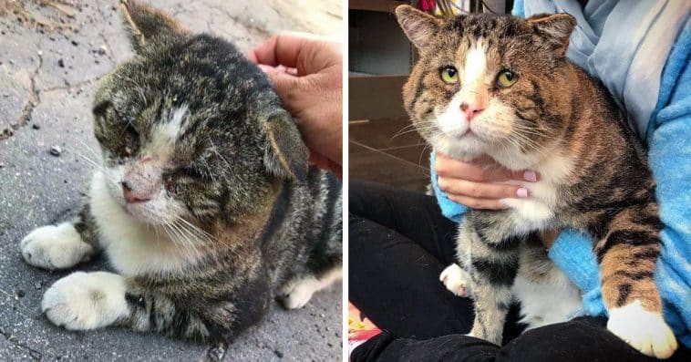 Cat Who Lived In The Streets For Years, Finally Finds A Family To Warm Its Heart And Can’t Stop Purring