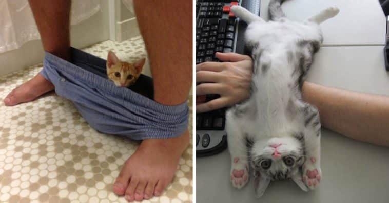 19 Cats Who Couldn’t Care Less About Your Personal Space