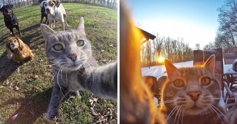 Meet Manny, The Cat Who Takes Better Selfies Than You