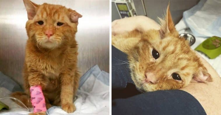 ‘Saddest Cat’ In The World Was Scheduled To Be Put Down, But A Loving Couple Adopted Him And He Transformed In Just One Hour