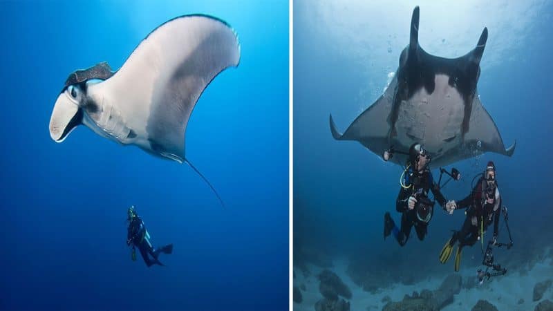 Manta Ray: The Majestic Giants of the Ocean with Wingspans up to 29 Feet