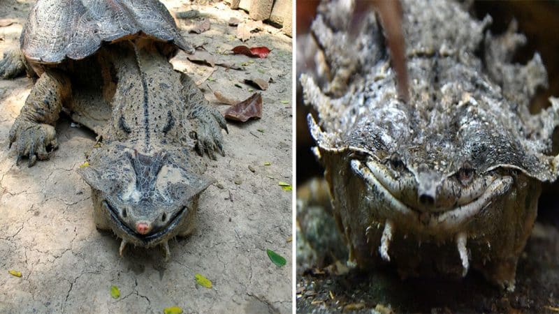The Masters of Disguise: The Extraordinary Bark-Clad Mata Mata Turtle with a Unique Feeding Technique and Eternal Smile