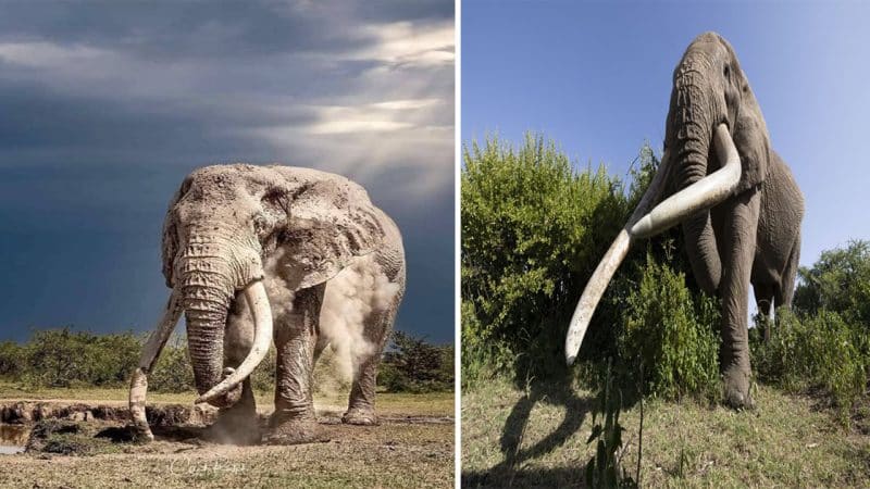 Guarding a Gentle Giant: Craig, the 50-Year-Old Elephant Roaming the African Wilderness Amidst Continuous Protection