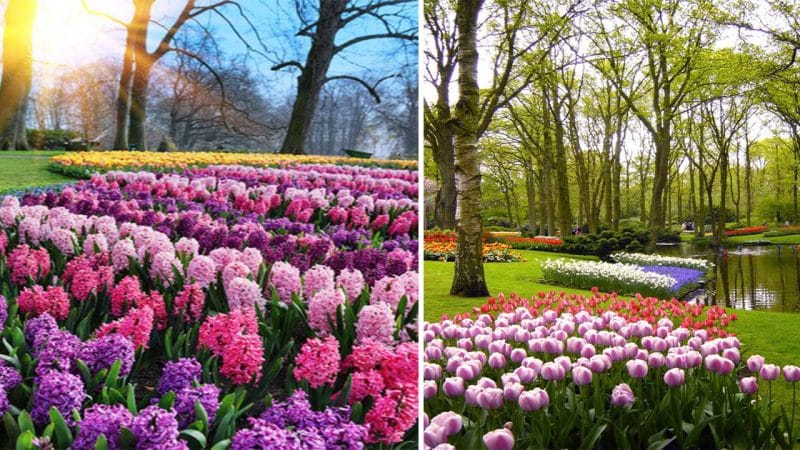 The Most Beautiful Gardens in the World: Discover the Enchanting Keukenhof Garden in Amsterdam