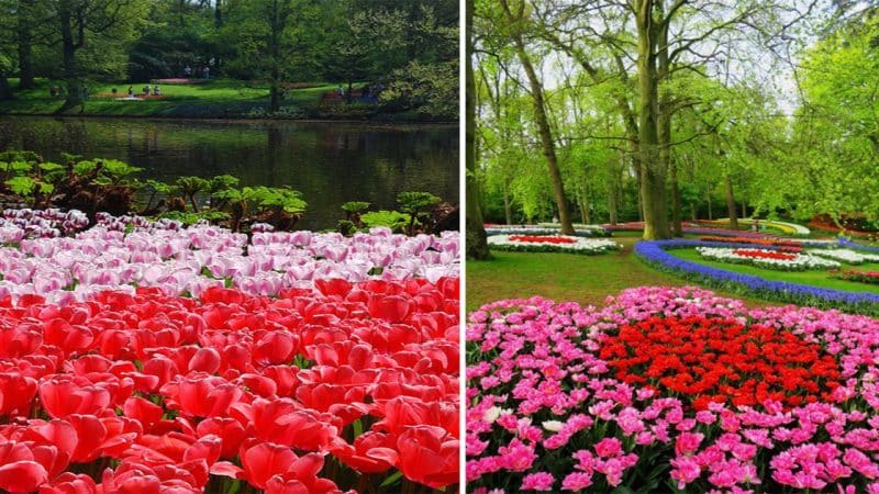Keukenhof: Holland’s Breathtaking Floral Wonderland