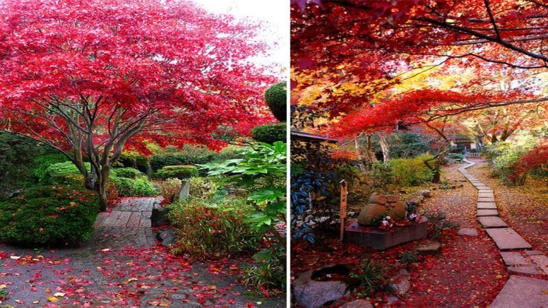 The Enchanting Beauty of the Bloodgood Japanese Maple Tree
