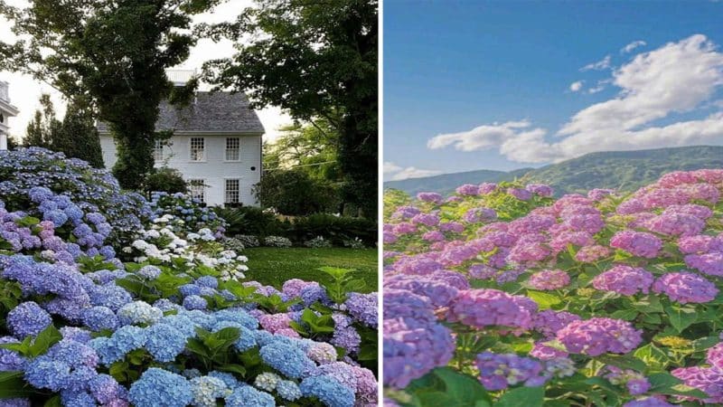 Enchanting Hydrangea Paradises: Inspiring Gardens That Capture Dreams