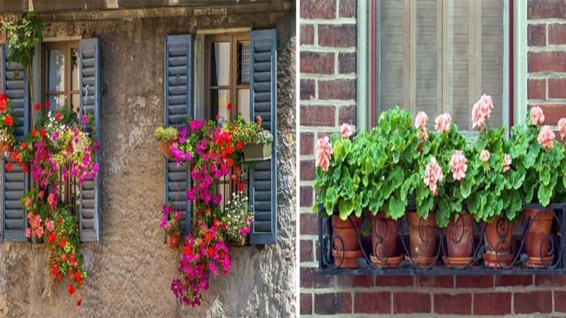 Bringing the Beauty of Flower Boxes to City Apartments: Creating a Summer Oasis on Your Windowsill