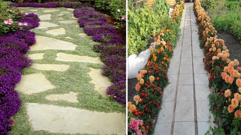 Designing a Stunning Border Garden: Perennial Plants for Color and Texture