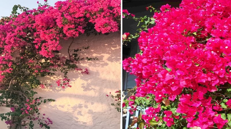 Caring for Bougainvillea: A Seasonal Guide for Growth and Pruning