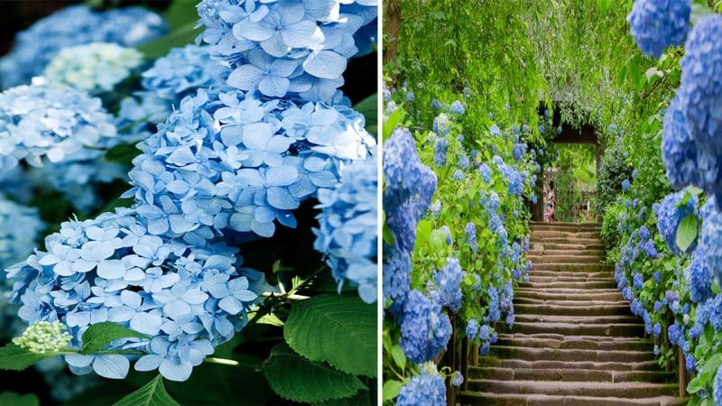 Embrace Serenity: Enchanting Garden Decorating Ideas in Shades of Blue