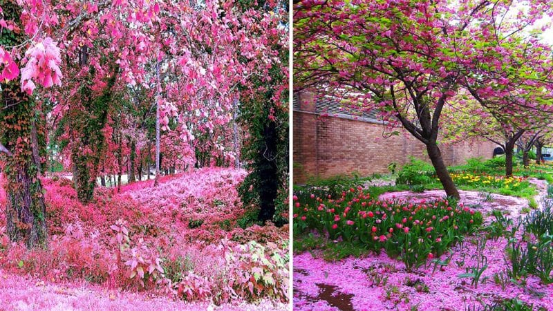 Pretty in Pink: Creating a Stunning Pink Garden Paradise