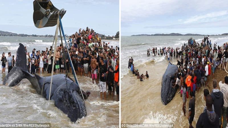 More than 300 people celebrate after the huge effort to save the life of humpback whales stranded on Rio de Janeiro beach