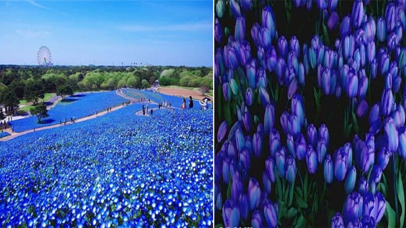 The Enchanting Blue Tulip Fields in the Netherlands
