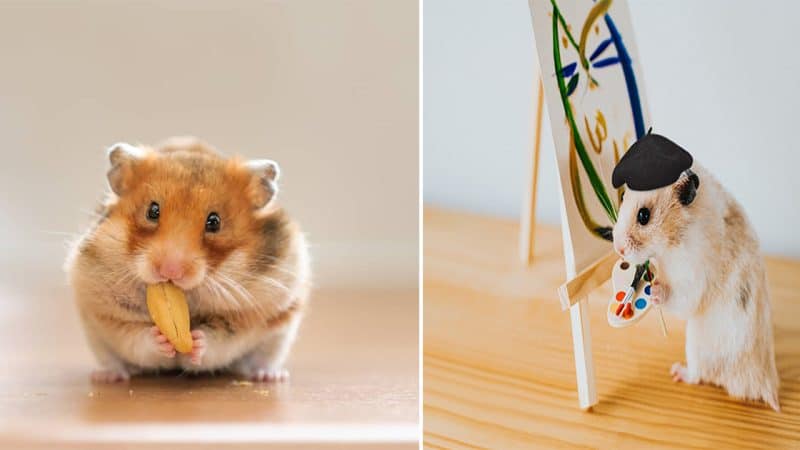 The Fascinating World of Hamsters