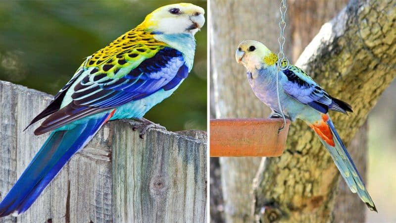 Unveiling the Splendor of the Pale-headed Rosella: A Colorful Parrot of Australia