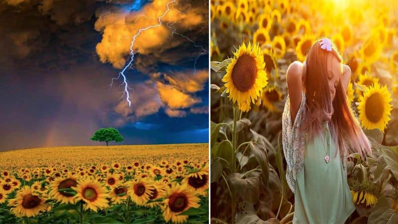 Sunflower Fields: Embracing the Breathtaking Harmony of Nature’s Beauty and Serenity