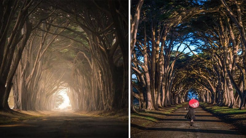 Exploring the Enchanting Tree Tunnel: A Magical Journey Inspired by the Filming Location of ‘Game of Thrones’ in Northern Ireland