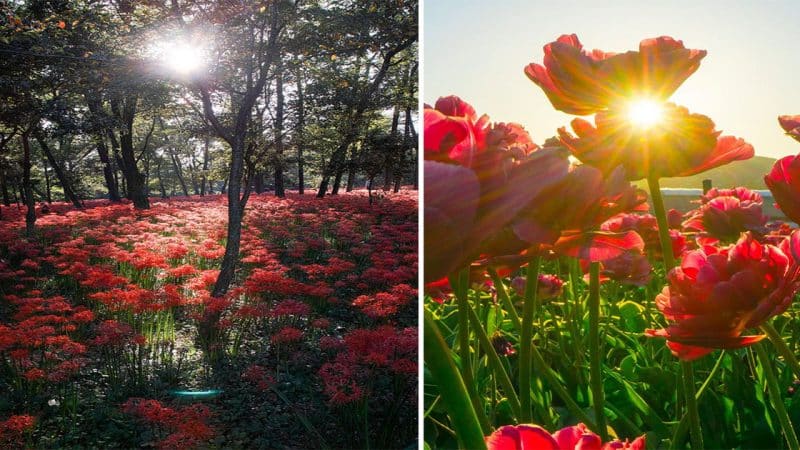 Captivating Beauty: Exploring the Enchanting World of Red Flowers and Gardens