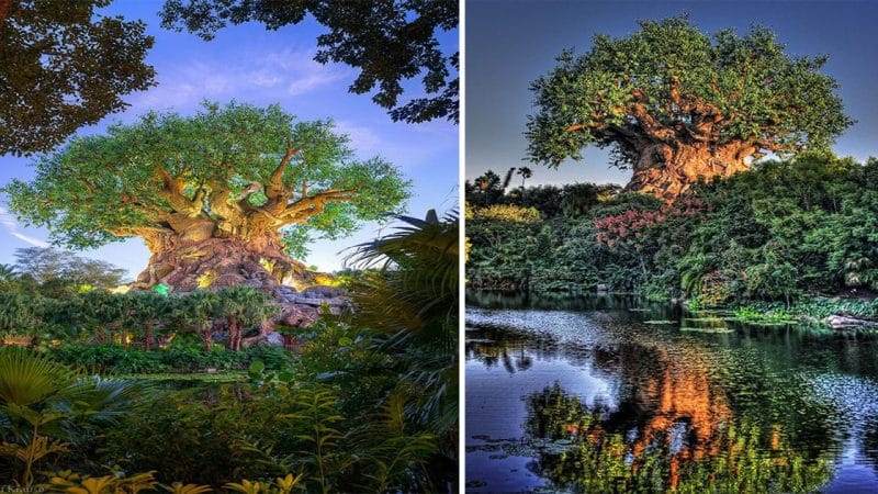 Unleash Your Wild Imagination: Exploring the Wonders of Disney’s Animal Kingdom