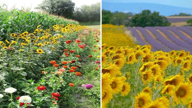 Basking in Nature’s Radiance: The Splendor of Garden and Sunflowers