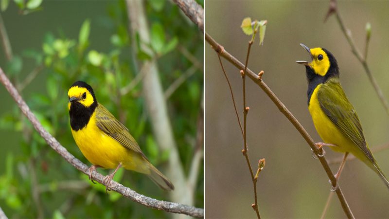 “Meet the Hooded Warbler: A Radiant Beauty with a Distinctive Black Hood”