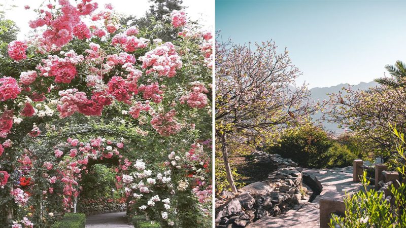 Blossoming Delight: Exploring the Serene Fusion of Gardens and Apricot Blossoms