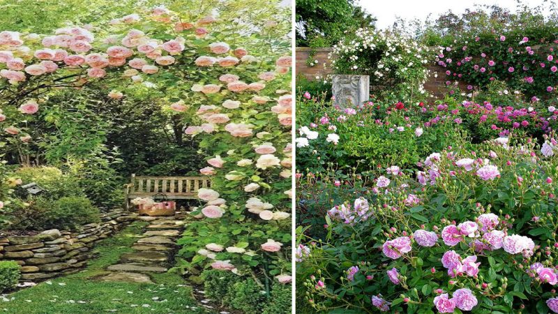 Blooming Splendor: Discover the Captivating Carnation Garden
