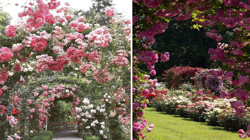 Enchanting Beauty Unveiled: Exploring the Peony Garden