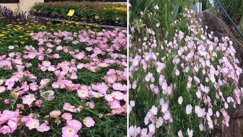 A Symphony of Evening Beauty: Exploring the Evening Primrose Garden