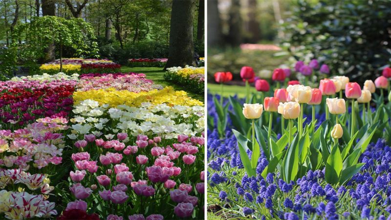 Harmony in Bloom’s: Exploring the Tulip Gardens Kaleidoscope of Colors