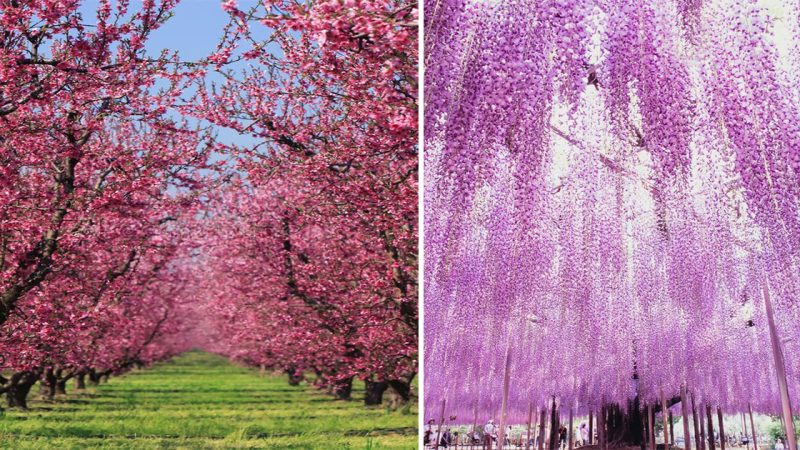 Breathtaking Beauty Unveiled: Explore the Enchanting Cherry Blossom Garden