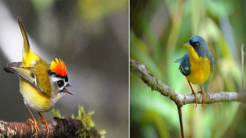 Top 10 Most Beautiful Small Birds in the World