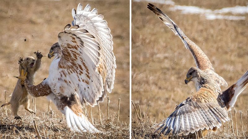 Brave Prairie Dog’s Standoff with Ferocious Hawk Caught on Camera: A Sequence of Dramatic Images