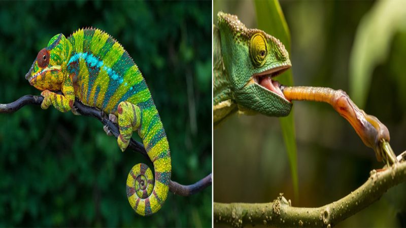 The Gecko’s Long Tongue: A Remarkable Feeding Adaptation